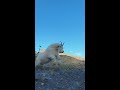 Wild Mountain Goat Attack In Alaska Once In A Lifetime Dangerous Encounter Short Version
