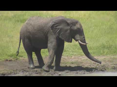 Djuma: Lone Elephant bull - 13:26 - 02/04/19