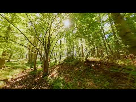 Short flight through the woods - Cinematic FPV - 4k
