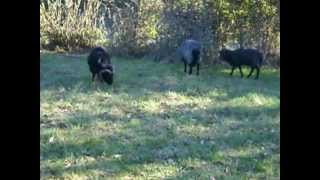 preview picture of video '3 ânes,3 moutons ouessants, 1 chienne et 1 chatte à Vendoeuvres'