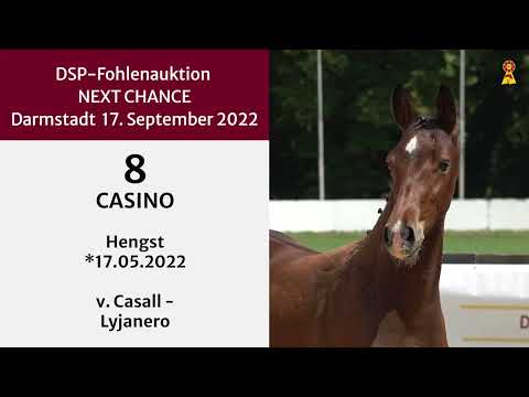 KN 8: Hengstfohlen v. Casall / Lyjanero
