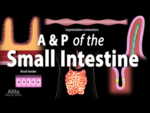 Physiology Basics the Digestive System Animation