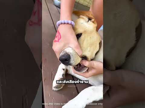 มีอะไรบางอย่างอยู่ในปากสุนัข 😭