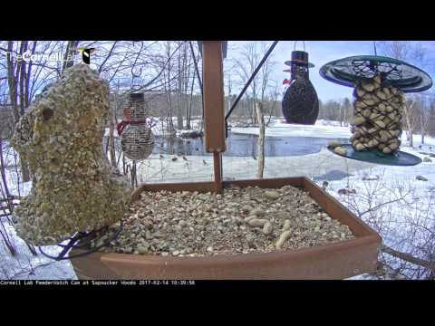 Mallards Join the Feeder Garden – Feb. 14, 2107