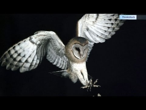 Researchers Study Owls To Replicate Silent Flight