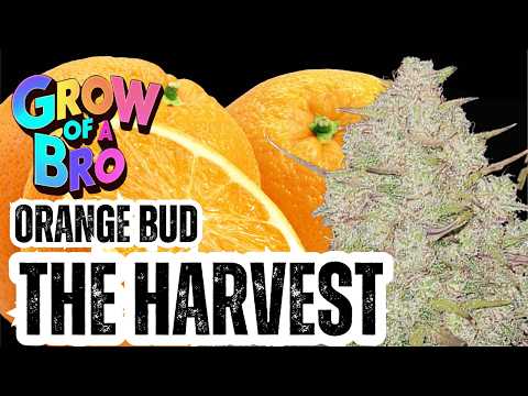 Grow of a Bro – 80´s Legend - Orange Bud - The Harvest -Cannabis Cultivation