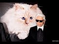Karl Lagerfeld Tot: Was Wird Jetzt Aus Katze Choupette? - Aktuelle Nachrichten