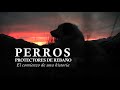 Perros Protectores de Rebaño en Patagonia