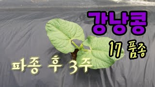 [품종비교] 강낭콩 17종 파종 3주 후 자람 정도는?