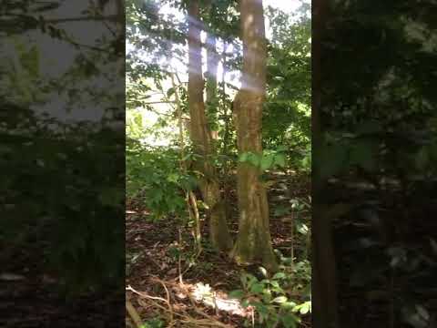 Hope Vale St. George Grenada...thanks to Leisha Duncan for this video