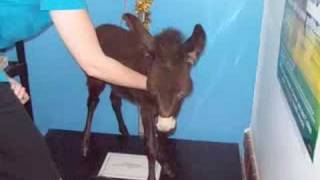 Donkey Foals - Nothing Else Matters