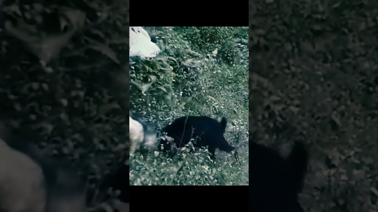 FAMILY LIFE (Enhanced 4K)