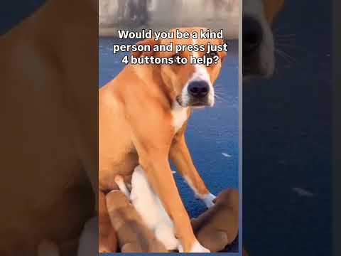 For any help consider donating link in bio to save a stray life in Los Angeles#usashorts#save