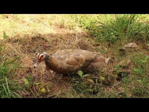 Muscovy Mom and Her Ducklings