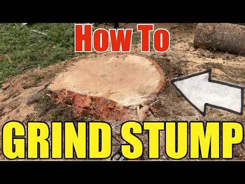 How To Grind A Large Tree Stump DIY Step By Step With Professional Results | 42” Wide Noble Fir Tree