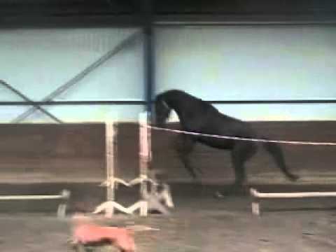 16. by Diamant de Semilly a young stallion at training for license tests.