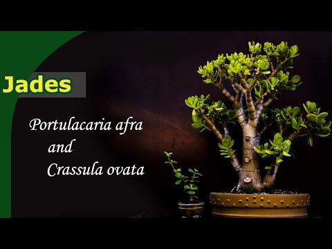 How do you grow Jades? | Bonsai from Crassula & Portulacaria