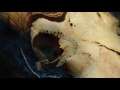 Rich Shapero - "Death Rattle"