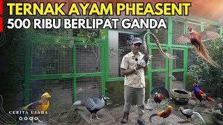 Download lagu DI DOMPET TINGGAL 500 RIBU NEKAT Usaha Ternak Ayam PHEASANT GAK NYANGKA HASILNYA | CERITA INSPIRATIF mp3
