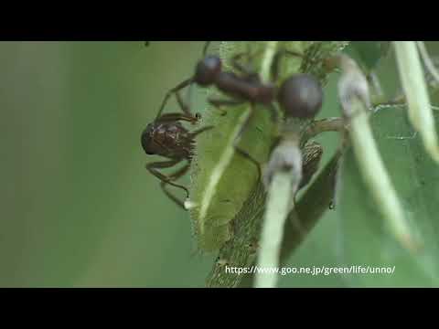 ミヤマシジミ幼虫とアリ