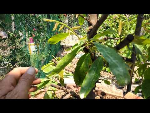 Mai trồng bồn đất thời gian bao lâu thì bón vô cơ bổ sung cho cây