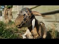 Didi B Bodouin Official Music Video Disstrack