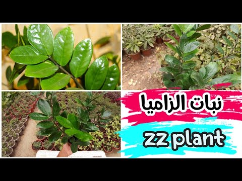 , title : 'نبات الزاميا | zz plant | تعريف بنبات وكيفية العناية به وطرق تكاثره'