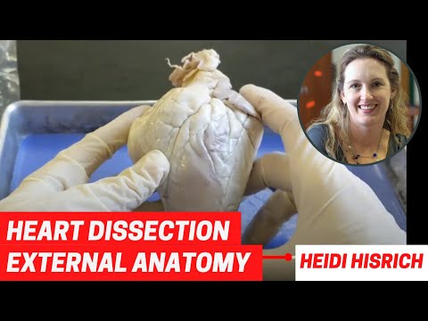 Heart Dissection Part 1: External Anatomy