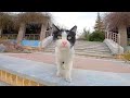 Tuxedo Cat Is Not Feeling Well And Is Constantly Coughing