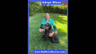 Video preview image #1 Great Dane-Labrador Retriever Mix Puppy For Sale in Thomasville, NC, USA