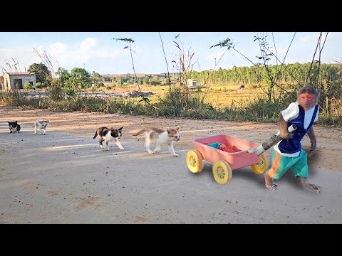 Su feels confused when a group of stray kittens unexpectedly follows him all the way home