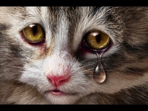 funny and emotional cat family (meree maa full song)