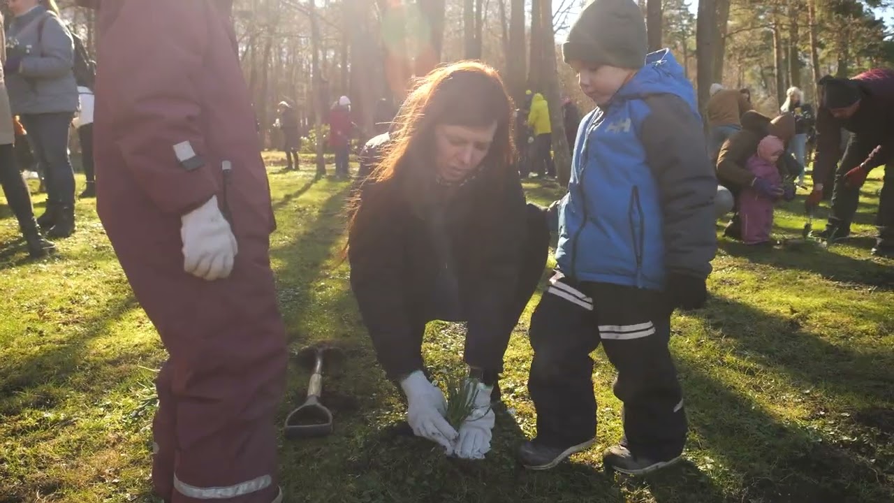 Sniegpulkstenīšu stādīšanas talka 2025