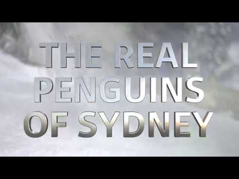 Behind the Scenes: The Real Penguins of Sydney