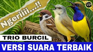 Download lagu SOGON VS CIBLEK VS GEREJA TARUNG VARIASI TEMBAKAN TERBAIK - mp3