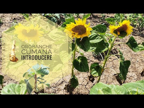 Orobanche Cumana ep. 1 Lupoaie, Broomrape on Sunflower, Floarea-soarelui. #sunflower Harvest Crop