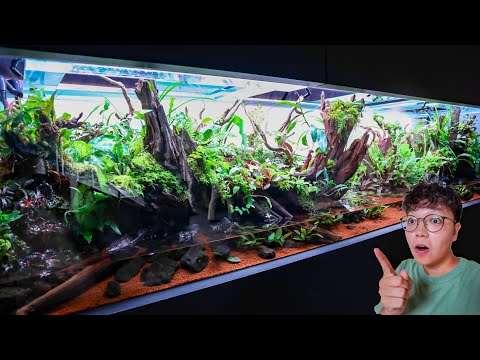 BEAUTIFUL Aquarium and Paludarium Gallery in Japan!!