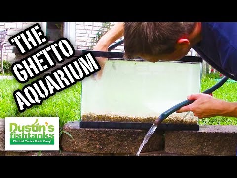 How To Setup a Ghetto Aquarium, the "I'm Broke Aquarium" Quick & Easy Video