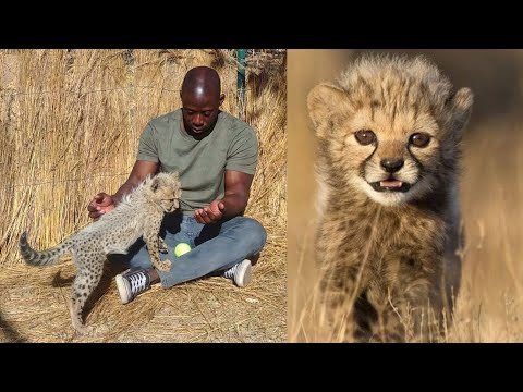 Cute Baby Cheetahs + Cheetah Purring & Noises