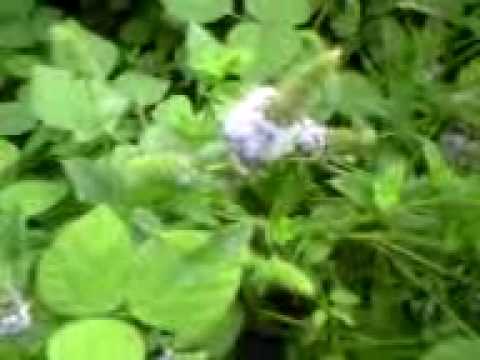 ミントとかペパーミントとか?小さな違い 植物