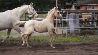 Vidéo de Let's Dance TS