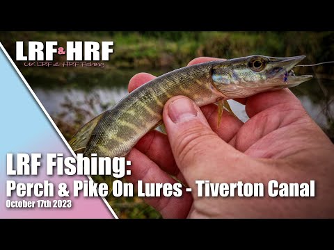 LRF Fishing: Perch & Pike On Lures - A Grand Western Canal Session