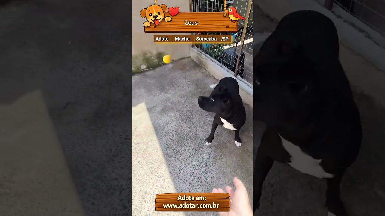 Cachorro raça Pitbull  idade 4 anos nome Zeus