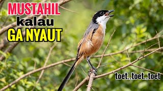 Download lagu toet toet Suara cendet gacor Pagi Hari pancingan jitu BIKIN cendet diam langsung nyaut ikutan bunyi mp3 Download lagu toet toet Suara cendet gacor Pagi Hari pancingan jitu BIKIN cendet diam langsung nyaut ikutan bunyi mp3