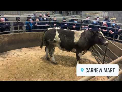 Bullock hits €3,000 at Carnew Mart Fatstock Show and Sale