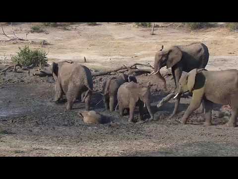 Djuma: Small Elephant herd with little ones - 16:12 - 10/27/19