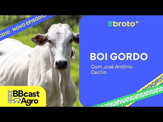 Boi gordo: oferta restrita sustenta arroba em meio à queda nas exportações | BBCast Agro 06/08/2026