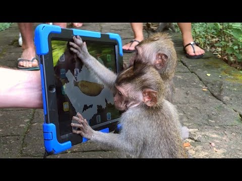 Crazy Monkey Magic - Simon Pierro