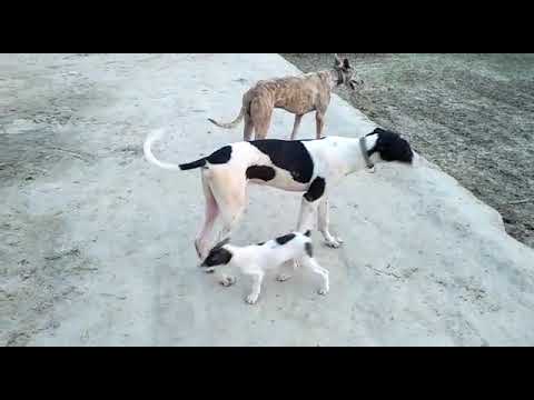 Nai dog Shikar ke liye taiyar ho rahe hain