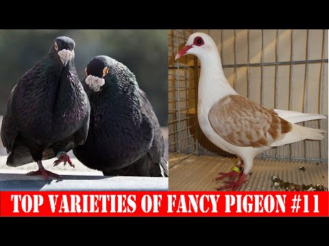 , title : 'Top Varieties Of Fancy Pigeon #11'